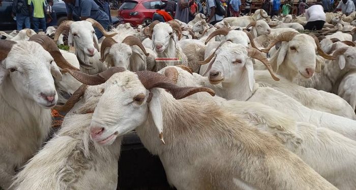 Fête de Tabaski : un bélier se négocie entre 1 million 300 mille et 7 ...