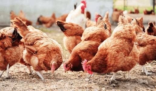 Grippe aviaire en Guinée : « nous avons perdu 300 mille poules », témoigne le président des victimes